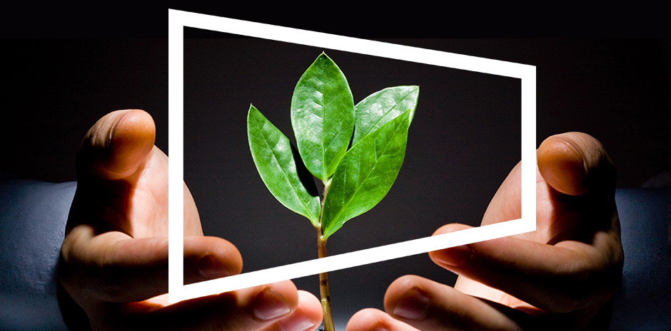 An image of two hands holding a sapling, with a white frame around the sapling